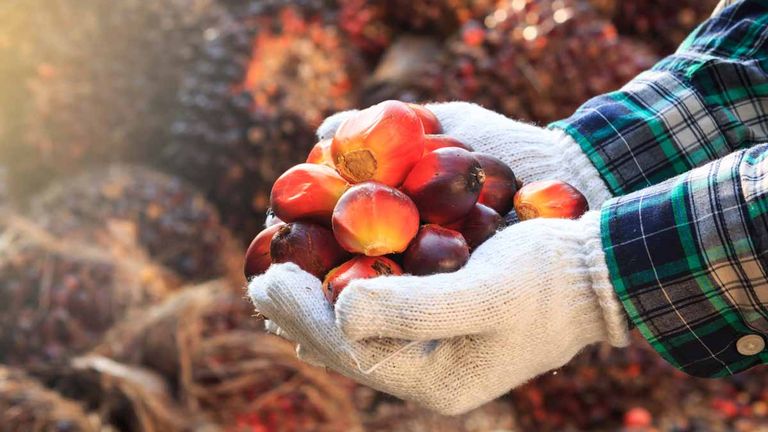 Met het RSPO certificaat maakt u uw rol in de toeleveringsketen van duurzame palmolie aantoonbaar